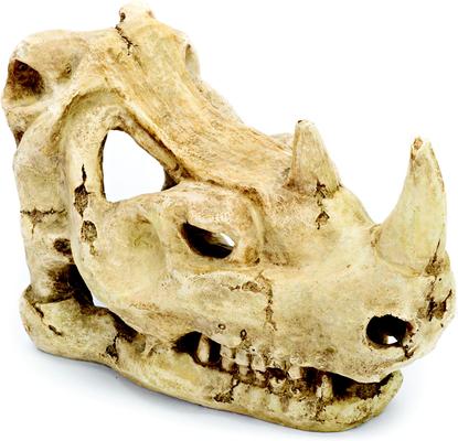 Show full view: Penn-Plax Rhino Skull Aquarium Decoration Fish Ornament, Brown slide 1 of 6