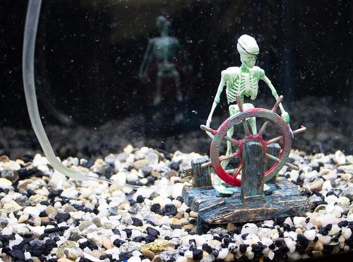 Show full view: Penn-Plax Skeleton Wheel Aquarium Ornament slide 4 of 7