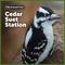Show in main carousel: Pennington Cedar Suet Station Bird Feeder slide 9 of 12