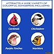 Show in main carousel: Pennington Premium Select Blend Bird Food, 20-lb bag slide 5 of 12