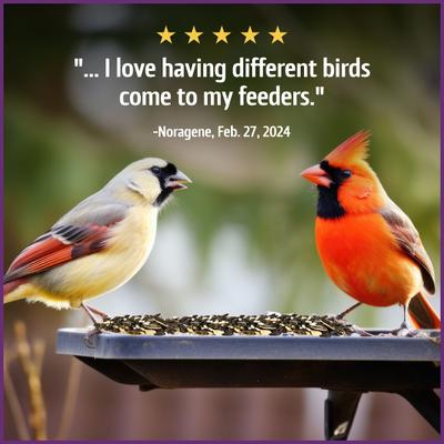 Show full view: Pennington Pride Songbird Nut & Fruit Blend Bird Food, 10-lb bag slide 7 of 9