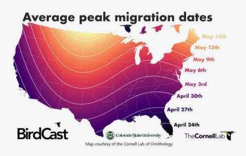 Show full view: Pennington Select Birder's Blend Seed & Mealworm Mix Wild Bird Food, 40-lb bag slide 9 of 10