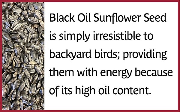 Show full view: Pennington Select Black Oil Sunflower Seed Wild Bird Food, 10-lb bag slide 3 of 11