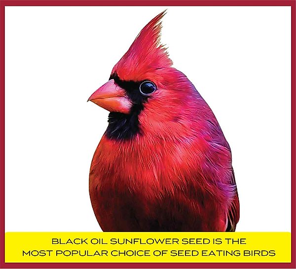 Show full view: Pennington Select Black Oil Sunflower Seed Wild Bird Food, 10-lb bag slide 2 of 11