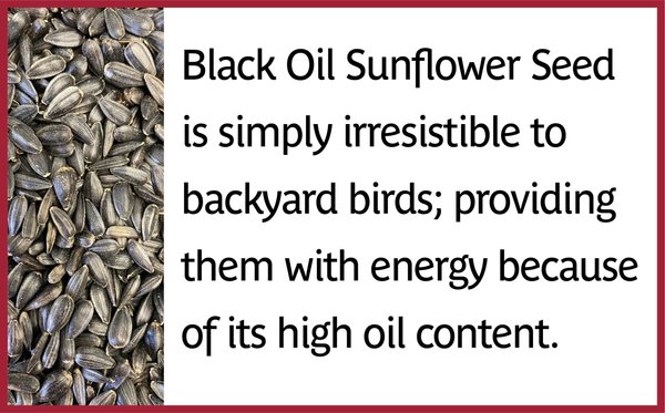 Show full view: Pennington Select Black Oil Sunflower Seed Wild Bird Food, 40-lb bag slide 5 of 12
