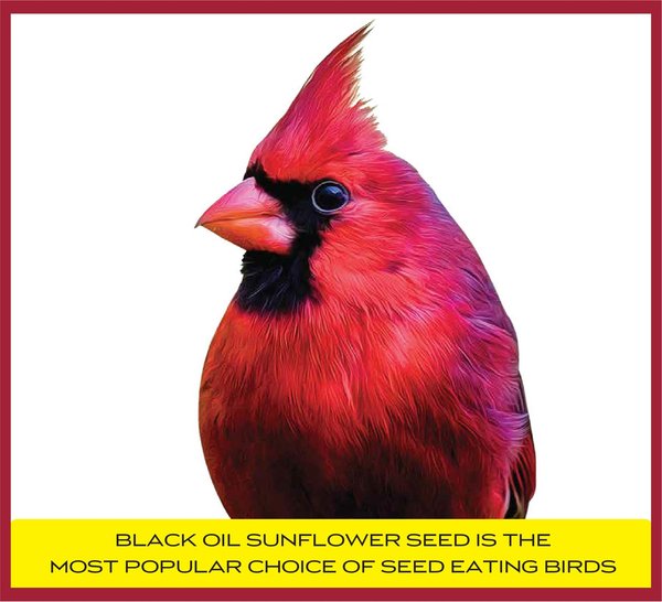 Show full view: Pennington Select Black Oil Sunflower Seed Wild Bird Food, 40-lb bag slide 4 of 12