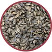 Show in main carousel: Pennington Select Black Oil Sunflower Seed Wild Bird Food, 40-lb bag slide 3 of 12