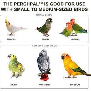 PerchPal Bird Training Perch