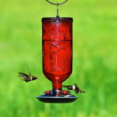 Show full view: Perky-Pet Antique Bottle Hummingbird Feeder, Red slide 3 of 10