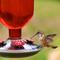 Show in main carousel: Perky-Pet Antique Bottle Hummingbird Feeder, Red slide 6 of 10