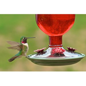 Perky-Pet Antique Bottle Hummingbird Feeder, Red