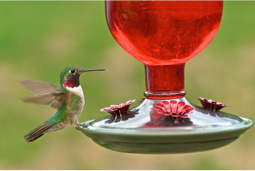 Show full view: Perky-Pet Antique Bottle Hummingbird Feeder, Red slide 7 of 10