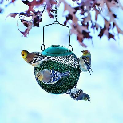 Show full view: Perky-Pet Green Seed Ball Wild Bird Feeder slide 5 of 9