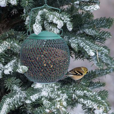 Show full view: Perky-Pet Green Seed Ball Wild Bird Feeder slide 6 of 9