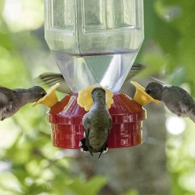Show full view: Perky-Pet Lantern Hummingbird Feeder, 18-oz slide 4 of 4
