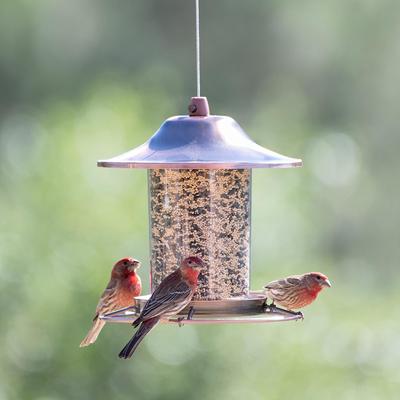 Show full view: Perky-Pet Panorama Bird Feeder, Copper slide 5 of 9
