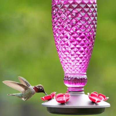 Show full view: Perky-Pet Ready to Use Clear Nectar Hummingbird Food, 16-oz can slide 8 of 10