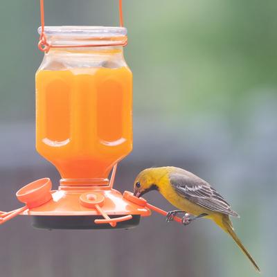 Show full view: Perky-Pet Ready to Use Orange Nectar Oriole Food, 16-oz can slide 7 of 9
