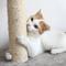 Show in main carousel: Pet Adobe 19.25-in Polyester Cat Scratching Post with Toys, Brown slide 5 of 8