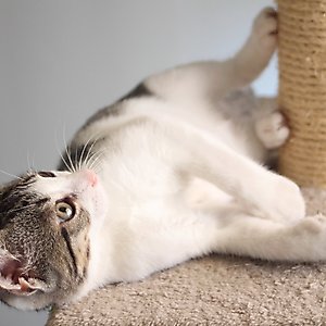 Pet Adobe 19.25-in Polyester Cat Scratching Post with Toys, Brown