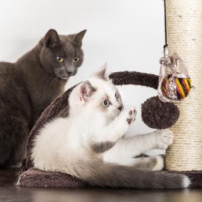 Show full view: Pet Adobe 5-Tier 58.5-in Cat Tree & Condo slide 6 of 8