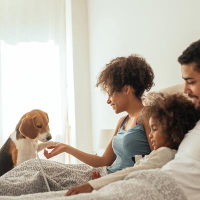 Show full view: Pet Adobe Carpeted Folding Dog & Cat Steps, Brown, 4 Step slide 5 of 7