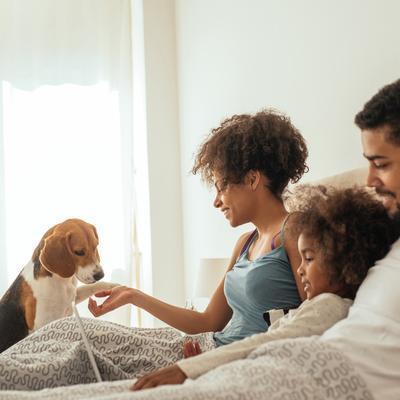 Show full view: Pet Adobe Carpeted Folding Dog & Cat Steps, Dark Gray, 3 Step slide 6 of 8