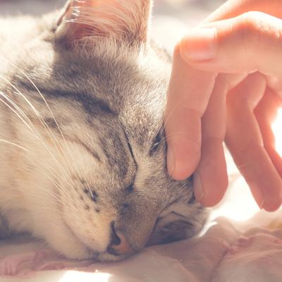 Show full view: Pet Adobe Cozy Cave Covered Dog Bed, Pink slide 5 of 8