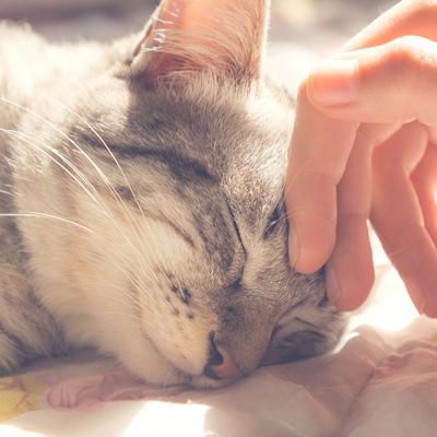 Show full view: Pet Adobe Cozy Cave Covered Dog Bed, Tan Animal Print slide 5 of 8