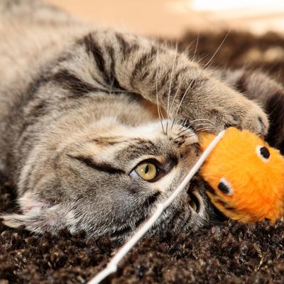 Show full view: Pet Adobe Foldable Cat Activity Center slide 6 of 8