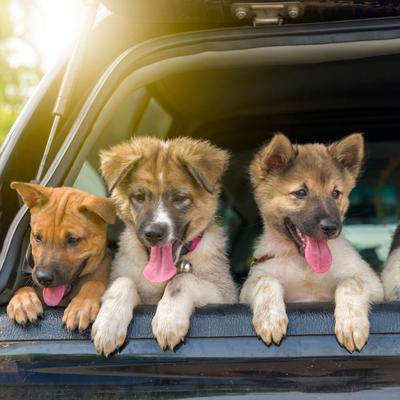 Show full view: Pet Adobe Folding Car Dog Ramp slide 6 of 7