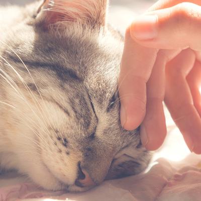 Show full view: Pet Adobe Igloo Style Cat Tent, Light Brown slide 5 of 8