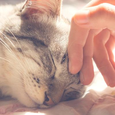 Show full view: Pet Adobe Igloo Style Cat Tent, Tan slide 6 of 9