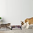 Show in main carousel: Pet Adobe Raised Dog & Cat Bowl Stand, Pink slide 3 of 5