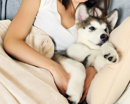 Show full view: Pet Adobe Waterproof Fuzzy Throw Blanket, Cream, Large slide 4 of 9