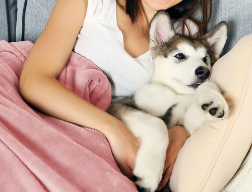 Show full view: Pet Adobe Waterproof Fuzzy Throw Blanket, Pink, Large slide 4 of 9