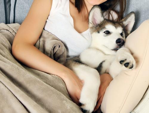 Show full view: Pet Adobe Waterproof Fuzzy Throw Blanket, Tan, Large slide 4 of 9