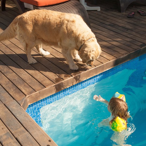 Show full view: Pet Adobe Waterproof Indoor/Outdoor Memory Foam Dog Bed, Brown, Large slide 7 of 9