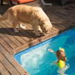 Show in main carousel: Pet Adobe Waterproof Indoor/Outdoor Memory Foam Dog Bed, Brown, Large slide 7 of 9