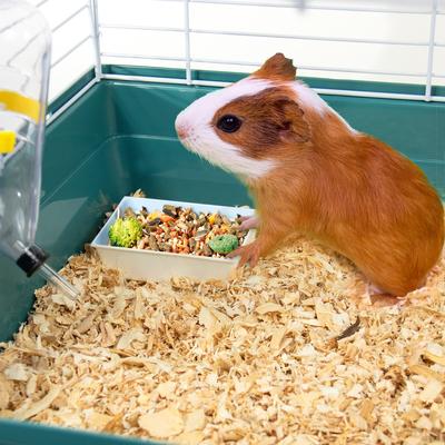 Show full view: Pet Champion Small Animal Starter Kit, Teal/White slide 3 of 6