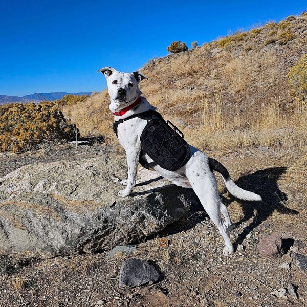 Pet Evac Pak Emergency First Aid Backpack Dog Harness