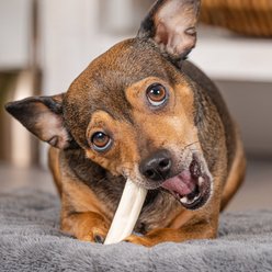 Pet Factory American Beefhide 3 to 3.5-inch Mini Rolls Natural Flavored Chewy Dog Treats, 14 count slide 2 of 3