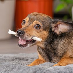 Pet Factory Twistedz 5-inch Beefhide Beef Flavored Twist Sticks Dog Hard Chews, 20 count slide 2 of 9