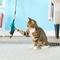 Show in main carousel: Pet Fit For Life 4 Piece Dual Rod Wand Cat Toy slide 3 of 10