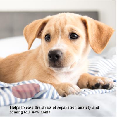 Show full view: Pet Fit For Life Calming Dog Heartbeat Unit, Red, Small slide 5 of 5