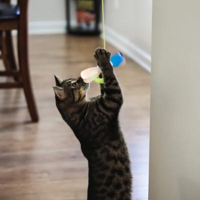 Show full view: Pet Fit For Life Catnip Crinkle Fish & Hanging Cat Toy, 3 count slide 6 of 9