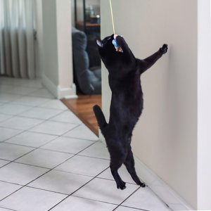 Pet Fit For Life Catnip Crinkle Fish & Hanging Cat Toy, 3 count