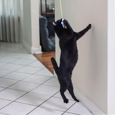 Show full view: Pet Fit For Life Catnip Crinkle Fish & Hanging Cat Toy, 3 count slide 4 of 9