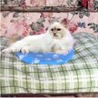 Show in main carousel: Pet Fit For Life Cooling & Heating Pad slide 5 of 8