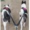 Show in main carousel: Pet Fit For Life Dual Dog Leash with Bowl, Small slide 10 of 11